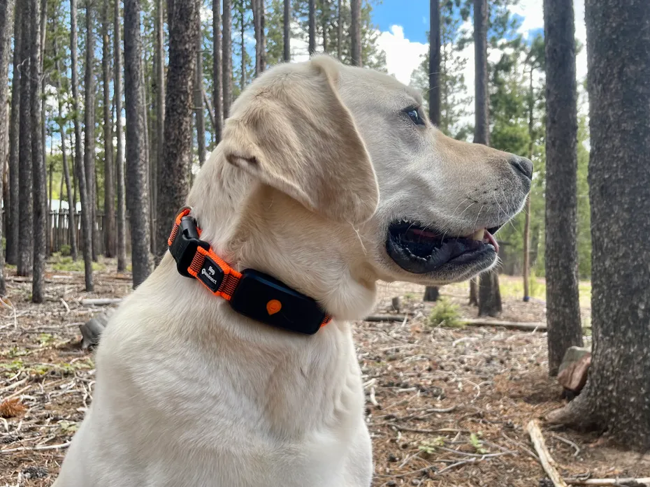 Yellow Labrador wearing a Weenect GPS tracker collar in a forest