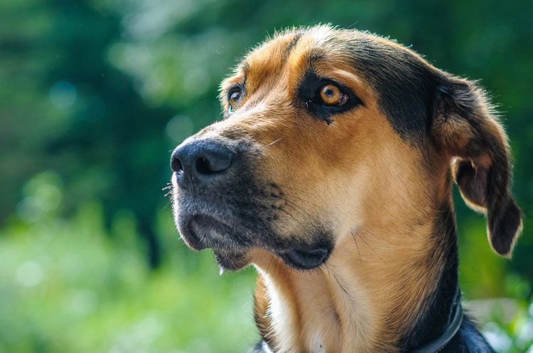 Golden Shepherd