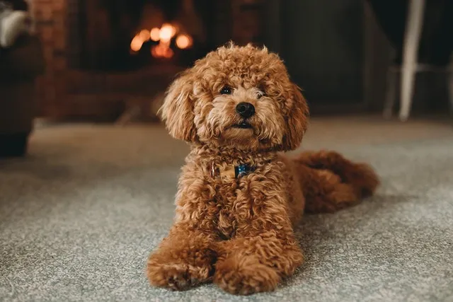 Are Poodles Smart? Canine Intelligence Explained