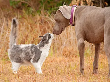 Are Weimaraners Good With Cats? 5 Introduction Tips