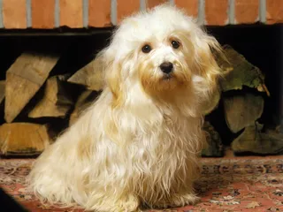 Havana Silk Dog: Info, Pictures, Care & Facts