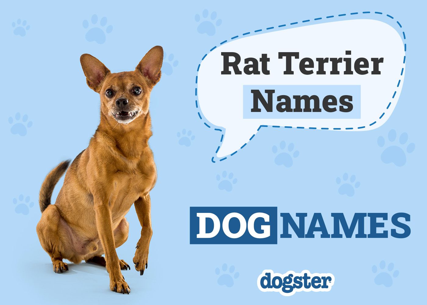 Dogster_Rat Terrier Names