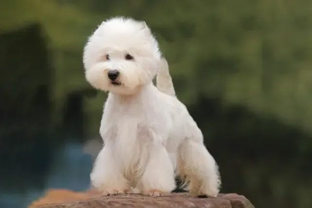 13 Westie Pros & Cons You Should Know