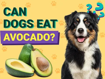 Can Dogs Eat Avocado? Vet-Reviewed Health Concerns