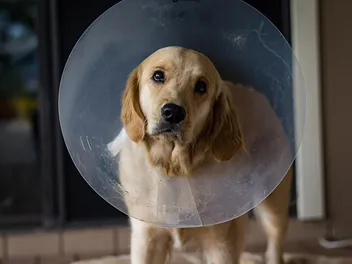How Long Does It Take Dogs to Recover From Being Spayed? Vet-Reviewed Facts