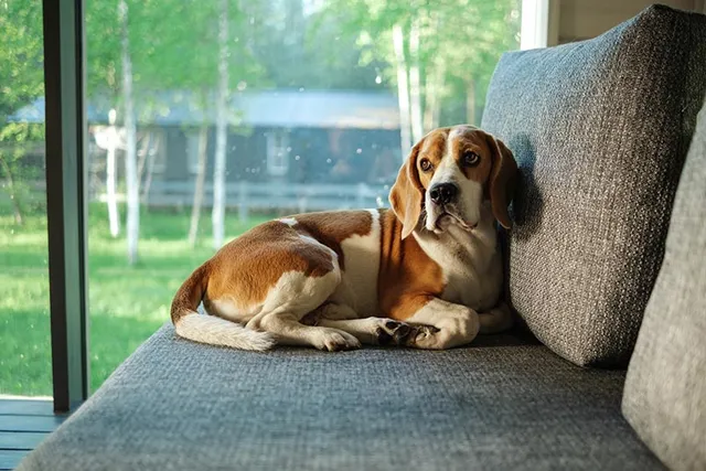 Is It Cruel to Have Only One Dog? Loneliness, Adopting & FAQs