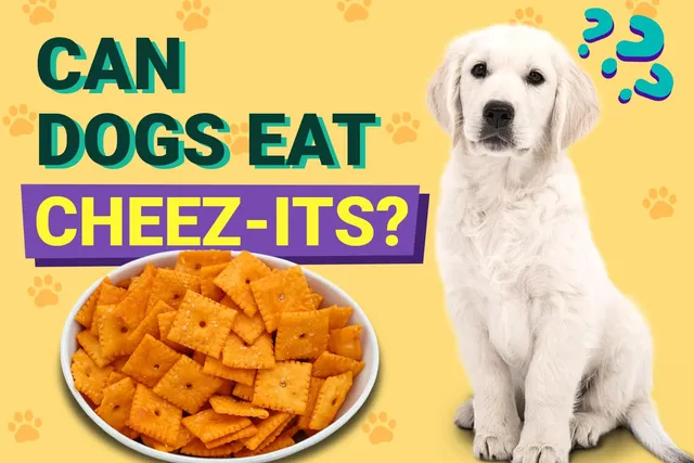 Can Dogs Eat Cheez-Its? Vet Approved Facts & FAQ