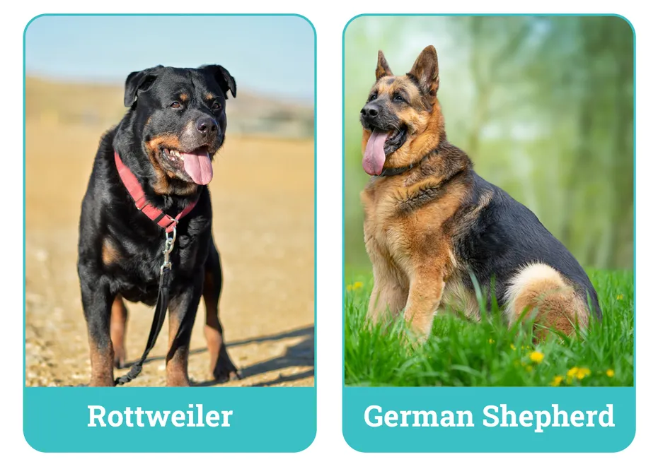Rottweiler vs German Shepherd