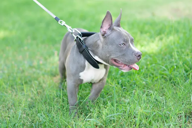Pocket Pitbull Dog Breed: Info, Pictures, Care Guide & More