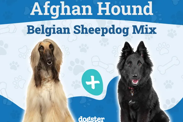 Afghan Sheepdog Breed: Info, Pictures, Care Guide & More
