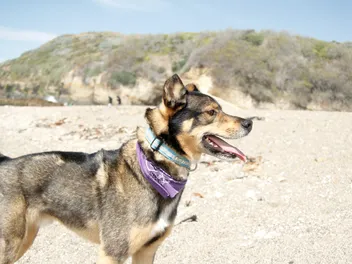 Rottsky (Rottweiler & Husky Mix) Breed: Info, Pictures, Temperament & Traits