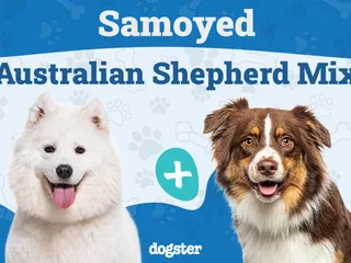 Samoyed Australian Shepherd Mix: Info, Pictures, Care & More