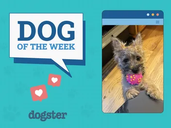 Dogster Photo Contest: Dogs of the Week Winners (Jan 9, 2025)