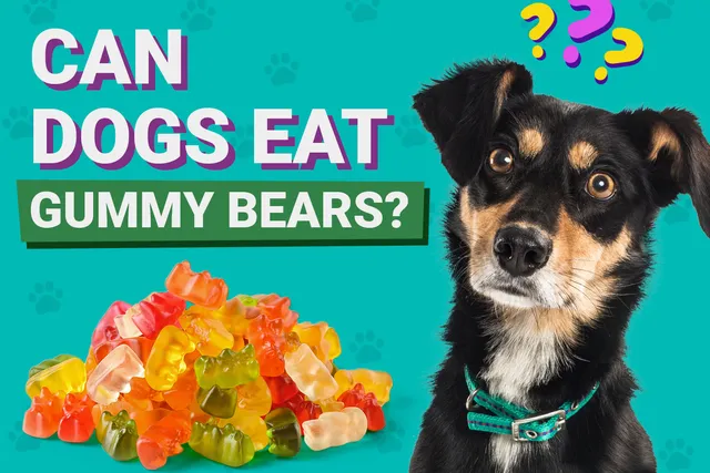Can Dogs Eat Gummy Bears? Vet-Verified Nutrition Facts & Info