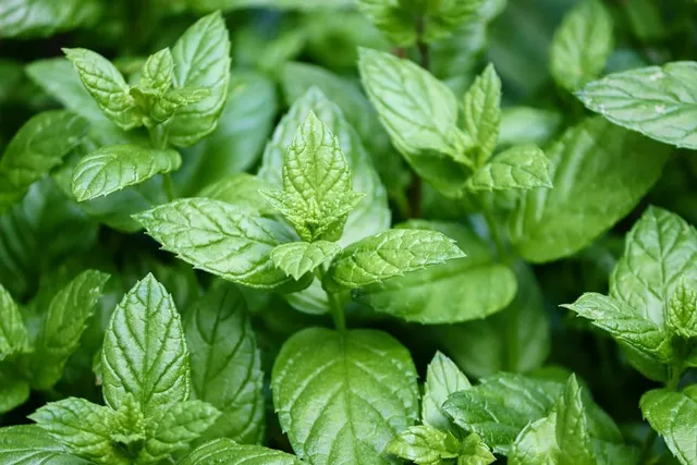 Can Dogs Have Peppermint? Vet-Verified Safety Facts & FAQ