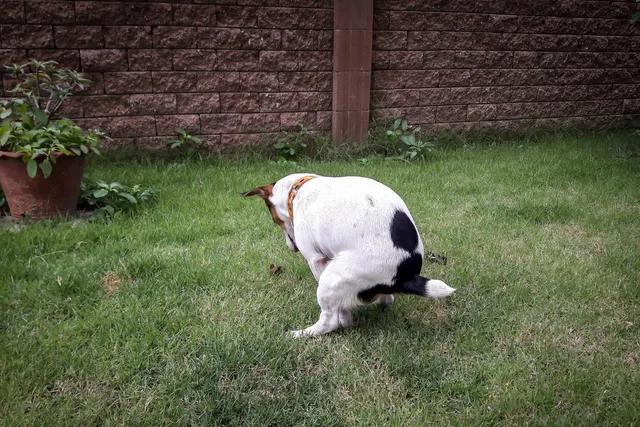 Black Dog Poop: Causes, Diagnosis & Care (Vet Answer)