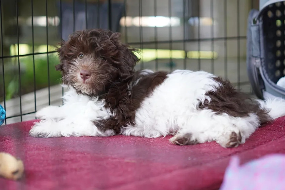 bernedoodle puppy inside a pen