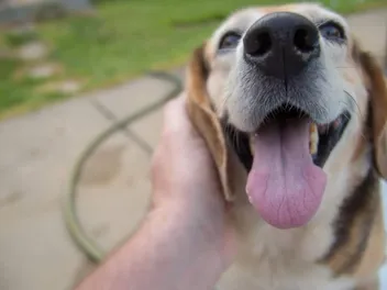 Why Does My Dog’s Breath Stink? 8 Vet-Reviewed Reasons