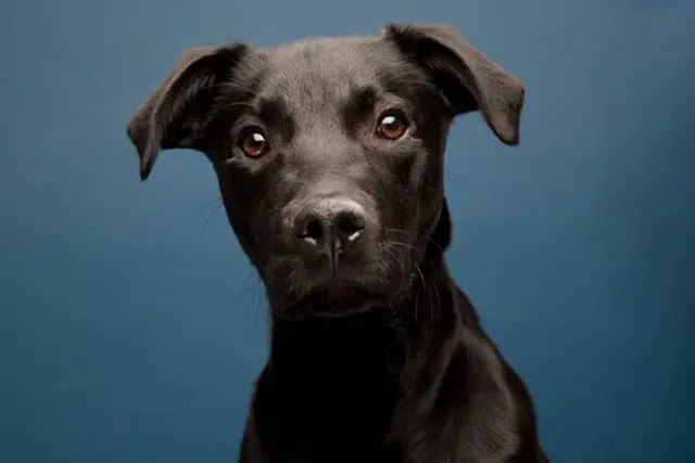 Why Are Black Dogs Less Likely to Be Adopted? Vet-Verified Facts & How You Can Help