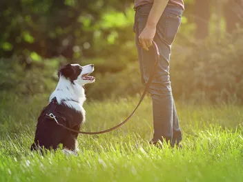 Rattlesnake Training for Dogs: 8 Vet-Approved Tips to Keep Your Pup Safe