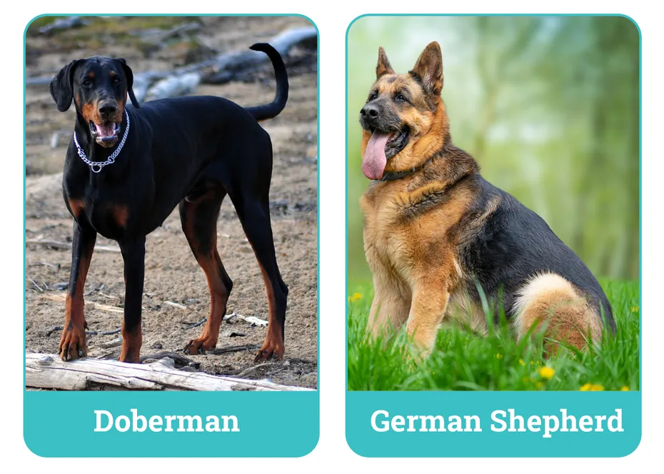 Doberman vs German Shepherd