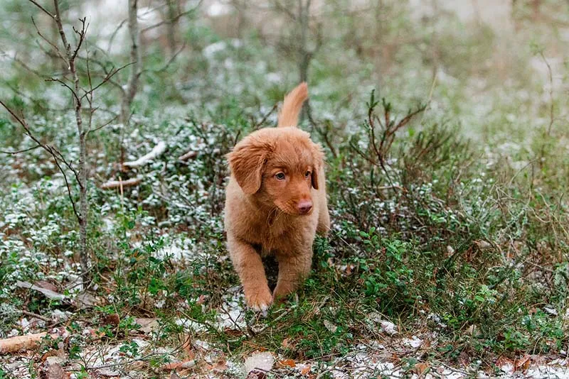 Nova-scotia-duck-tolling-retriever-puppy-walking_Meg-...-Pixabay