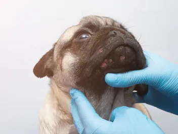 How to Get Rid of Dog Pimples: 10 Vet-Approved Dog Acne Treatments