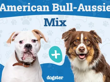 American Bull-Aussie Dog Breed: Info, Pictures, Care Guide & More