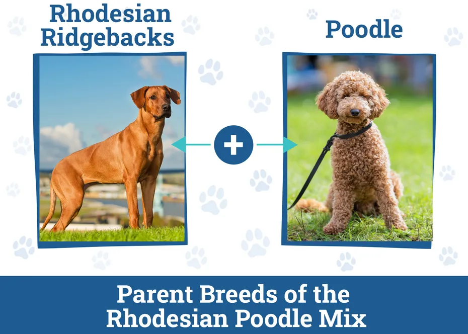 Rhodesian Poodle Mix