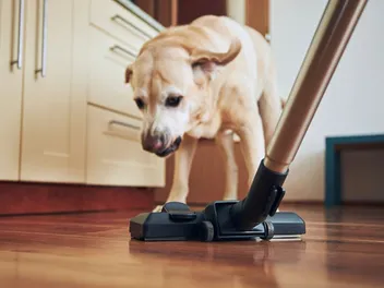 Why Are Dogs Scared of Vacuums? Vet-Verified Facts & Helpful Tips