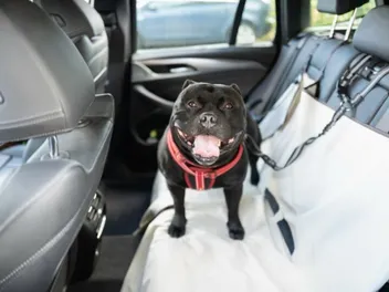 How to Keep Your Dog Cool in the Hot Summer Weather: 8 Effective Tips