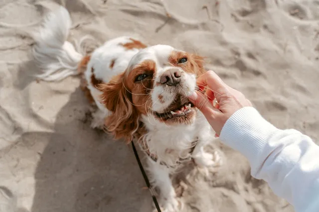 Does My Dog Have a Permanent Hole in Their Mouth? Our Vet Explains Oronasal Fistula