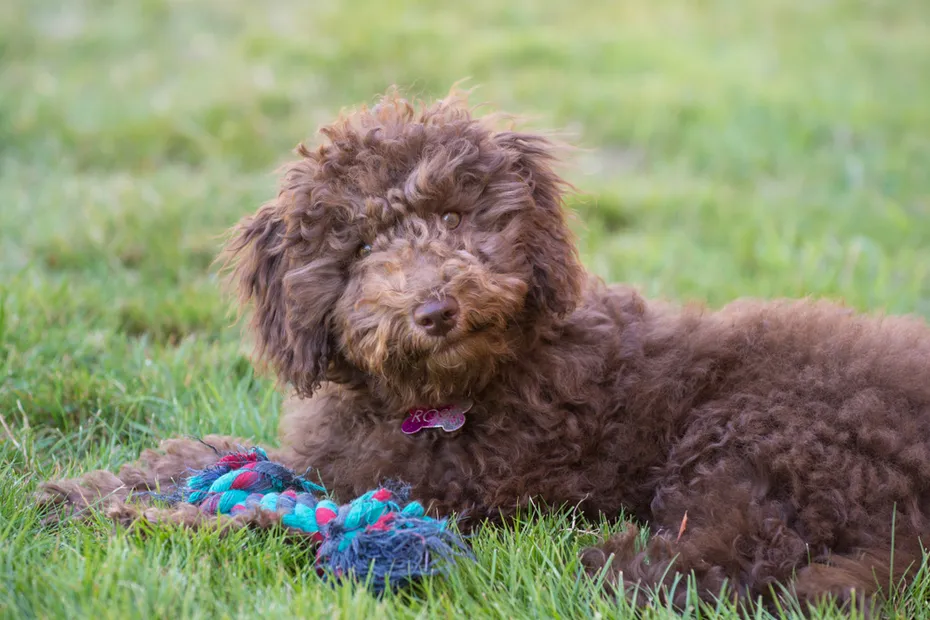 Mini Goldendoodle Puppy