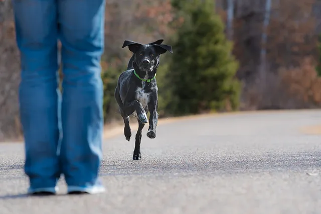 How to Teach Your Dog Recall: A Vet-Approved Training Guide