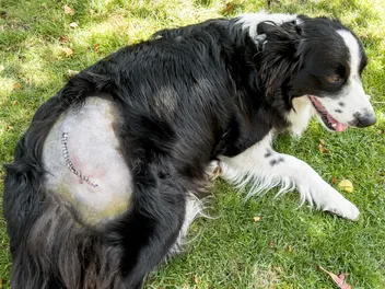 How to Check & Care For Pet Stitches After Surgery: Our Vet Explains Stages of Healing