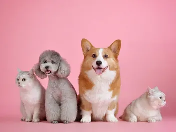 Are Cats or Dogs More Popular in the UK? (2026 Population Statistics Update)