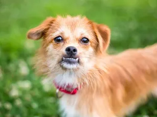 Dogs with Underbites: Vet-Reviewed Causes of Canine Malocclusion