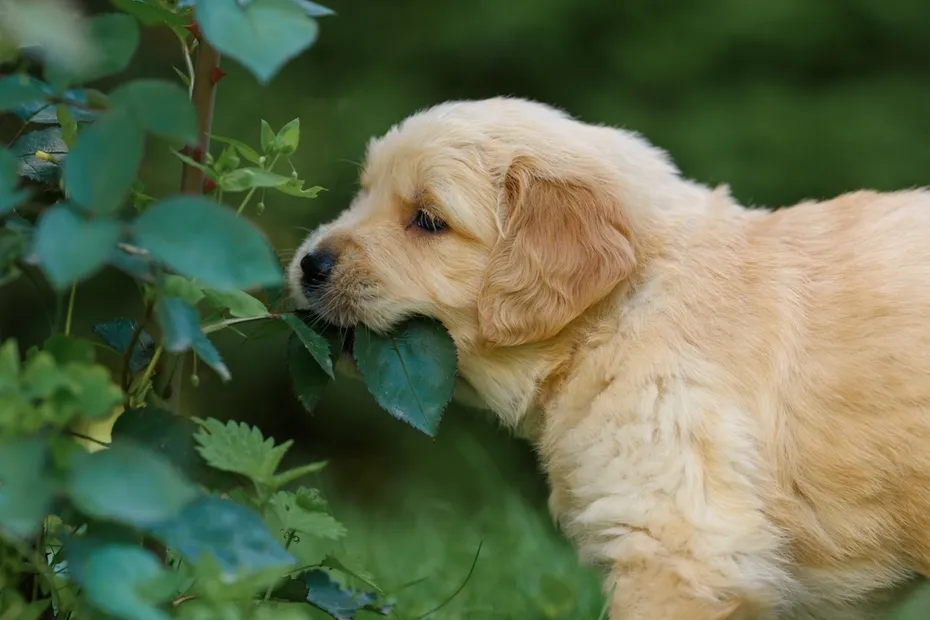 golden-retriever-puppy-eating-leaves