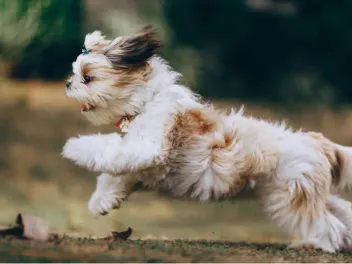 How Fast Can Shih Tzus Run? Average Speed & Breed Comparison