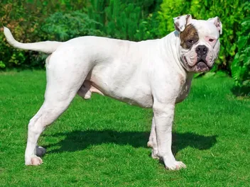 10 Interesting Facts About American Bulldogs (Vet-Verified)