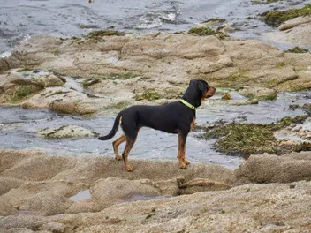 Beauceron Dog Breed: Info, Pictures, Facts, & Traits
