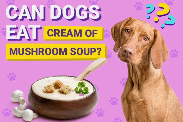 Can Dogs Eat Cream of Mushroom Soup? Vet-Verified Nutrition Facts & Info