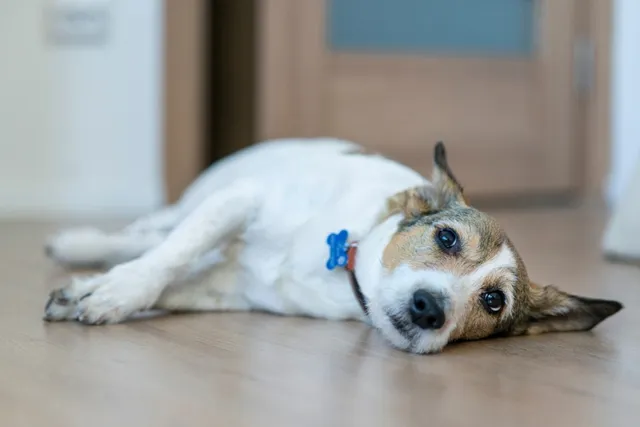 I Think My Neighbor Poisoned My Dog, What Can I Do? Vet-Approved Advice