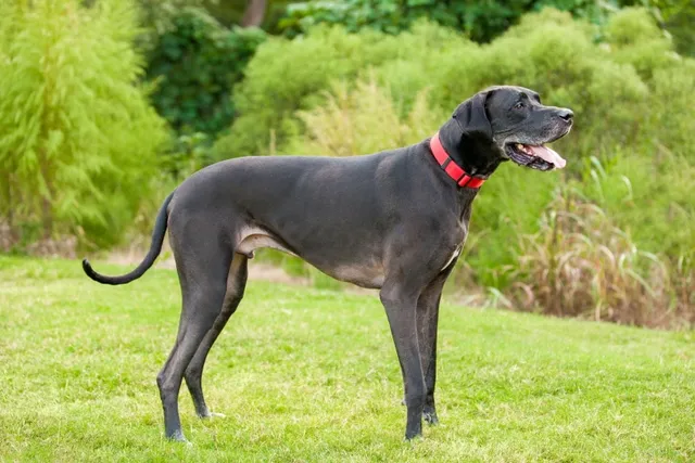 How Big Does a Great Dane Get? Average Weight & Growth Chart