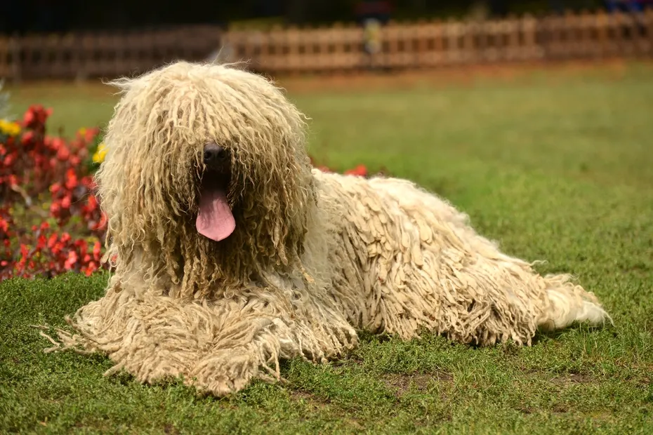 Portrait of komondor
