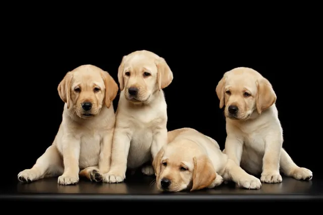Labrador Retriever Puppies for Sale: 2026 US Breeders List