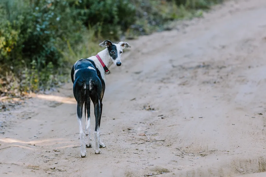 A greyhound stands on a dirt path surrounded by greenery. The dog glances back, showcasing its slender body and sleek coat. Sunlight filters through the trees, creating a serene atmosphere.