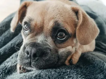 Frengle (French Bulldog & Beagle Mix): Info, Pictures, Care & More