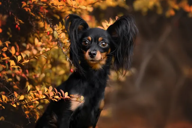Russian Toy Terrier (Russkiy Toy): Info, Pictures, Facts, & Traits