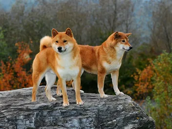 15 Vet-Reviewed Shiba Inu Facts That You Might Not Know